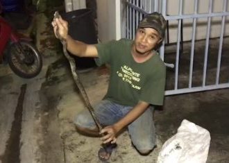 Jovem é picado no pênis por cobra enquanto estava no banheiro