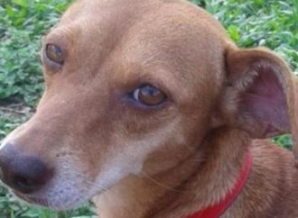 FAKE: Homem que matou cachorrinha não se mudou para Canoas
