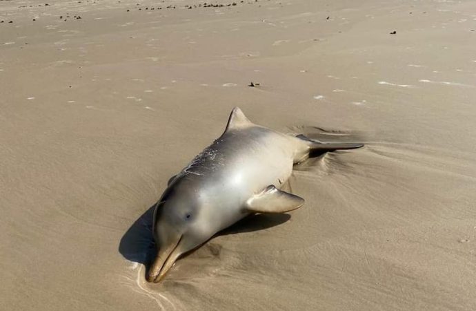 Mortes de Baleias e golfinhos preocupa especialistas