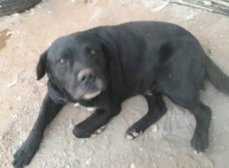 Cachorro é esfaqueado na cabeça e agressor vai para o presídio.