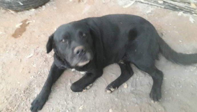 Cachorro é esfaqueado na cabeça e agressor vai para o presídio.