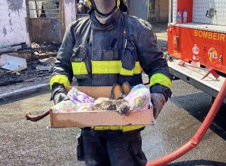 Bombeiros resgatam gatos filhotes de incêndio