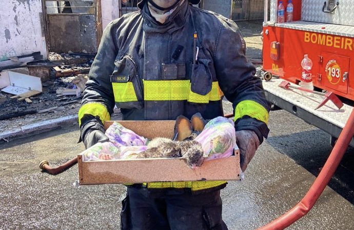 Bombeiros resgatam gatos filhotes de incêndio