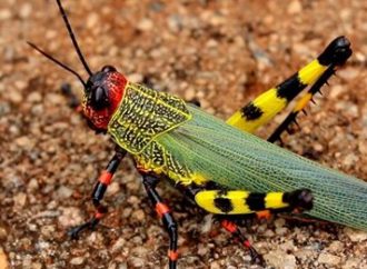 Nova nuvem de gafanhotos se aproxima do Rio Grande do Sul