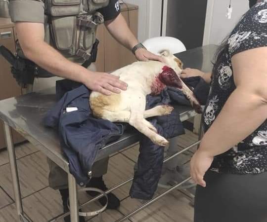15° BPM auxilia cão ferido e apreende arma e drogas em Canoas