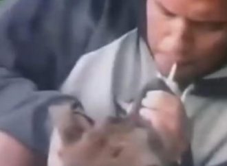 Vídeo: homem é flagrado obrigando cachorro a inalar fumaça de cigarro