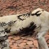 Cão surge cheio de tatuagens no Centro de Porto Alegre e tutores são notificados pela prefeitura. Saiba mais: