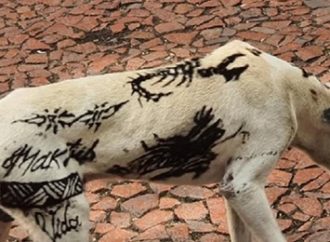 Cão surge cheio de tatuagens no Centro de Porto Alegre e tutores são notificados pela prefeitura. Saiba mais: