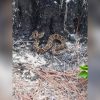 Cobras assustam moradores e veranistas no Litoral Norte