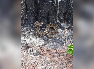 Cobras assustam moradores e veranistas no Litoral Norte