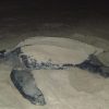 Litoral Gaúcho tem registro raro de desova da maior espécie de tartaruga marinha
