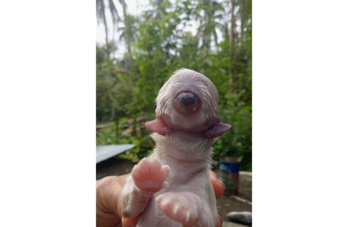 Filhote de cachorro nasce  sem focinho, com um olho e duas línguas