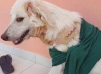 Crueldade: Cachorro leva 23 facadas no pescoço e sobrevive. Saiba mais: