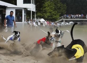 Governo assina nesta quarta decreto que proíbe as corridas de cães no Rio Grande do Sul