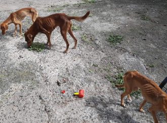 Mulher é presa em flagrante por maus tratos a animais em Canoas pela Operação Arca