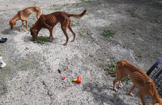 Mulher é presa em flagrante por maus tratos a animais em Canoas pela Operação Arca