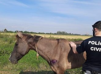 MAUS TRATOS: Carroceiro agride, queima e deixa cavalo sem comida