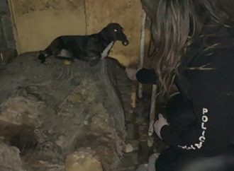 20 cães em situação de maus tratos são resgatados na região metropolitana de Porto Alegre.