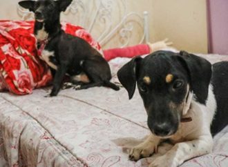 Idoso é preso em flagrante acusado de estuprar cachorros na região metropolitana. Saiba mais: