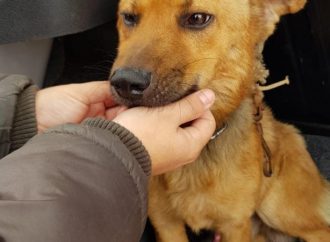 Operação Pets VI resgata animais em situação de maus tratos