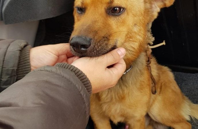 Operação Pets VI resgata animais em situação de maus tratos