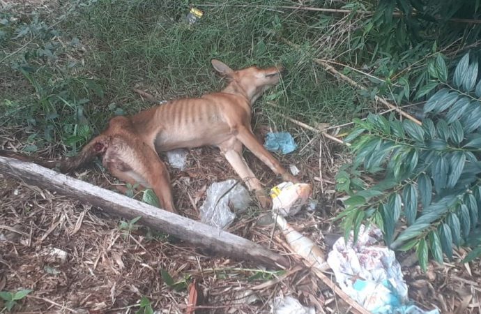 Mulher é presa em flagrante por maus tratos de animais