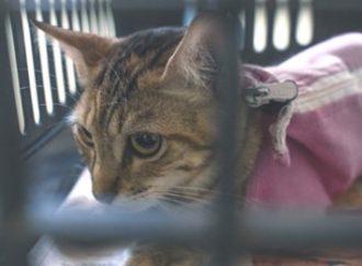 Prefeitura realiza castração de 54 gatos de rua em Canoas