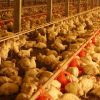 China confirma primeiro caso no mundo de gripe aviária H10N3 em humano