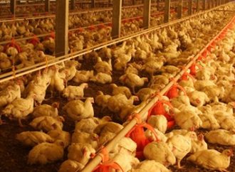 China confirma primeiro caso no mundo de gripe aviária H10N3 em humano