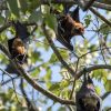 Quatro cidades do RS registram novos focos de morcegos causadores da raiva