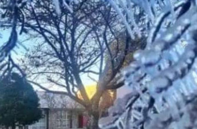 SANTA CATARINA: Com frio intenso árvores amanhecem congeladas
