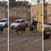 Motoboy tem o traseiro mordido por porco; veja o vídeo