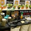 Plantação de maconha descoberto na zona rural de Sapucaia do Sul