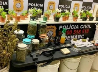 Plantação de maconha descoberto na zona rural de Sapucaia do Sul