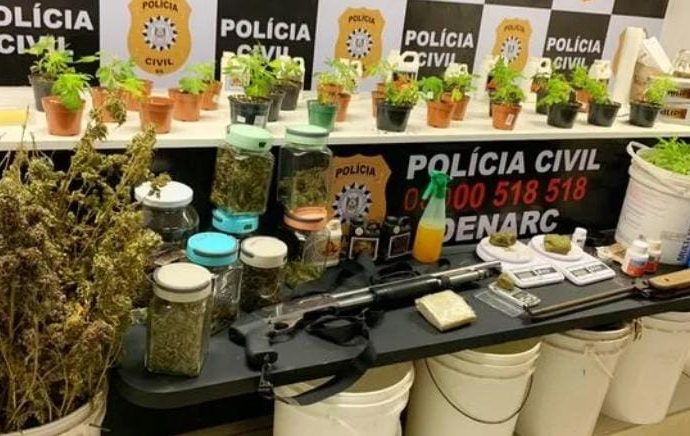 Plantação de maconha descoberto na zona rural de Sapucaia do Sul