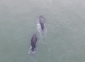 VÍDEO: Baleias-francas austrais são avistadas no litoral norte