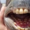 MUNDO: Pescadores encontram peixe com “dentes humanos”
