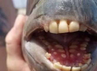 MUNDO: Pescadores encontram peixe com “dentes humanos”