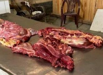 Gaúcho é preso acusado de vender carne moída de cavalo e mula