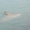 Aparecimento de tubarões em Balneário Camboriú era esperado, diz geógrafo