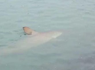 Aparecimento de tubarões em Balneário Camboriú era esperado, diz geógrafo