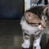 CRUELDADE: Homem confessa que adotava gatos pela internet para torturar e matar