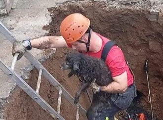 Cachorra presa em rede de esgoto é resgatada depois de quatro horas