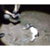 CRUELDADE | Mulher mata filhote de cachorro a marteladas