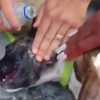 VÍDEO: Cachorro é resgatado agonizando dentro de veículo fechado em Balneário Camboriú