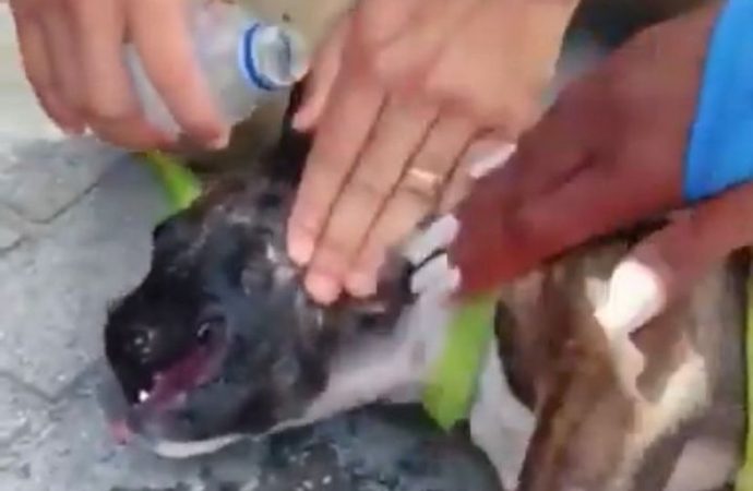 VÍDEO: Cachorro é resgatado agonizando dentro de veículo fechado em Balneário Camboriú