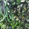 Cacho de cobras é encontrado em Santo Antônio da Patrulha e exibe fenômeno raro