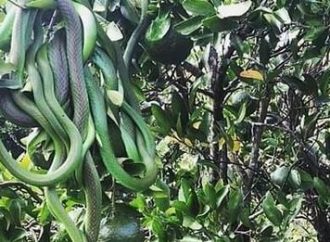 Cacho de cobras é encontrado em Santo Antônio da Patrulha e exibe fenômeno raro