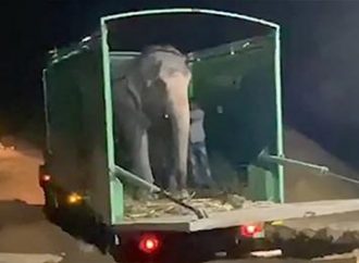 Elefante cego dá os primeiros passos para a liberdade após uma vida sendo maltratado