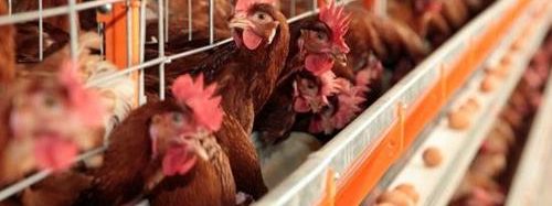 Onda de calor mata 400 mil galinhas no Uruguai